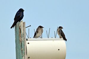 Purple Martin